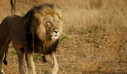 South Africa Lion